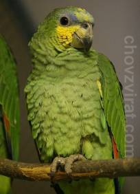 amazonan-oranzovokridly-mini.jpg